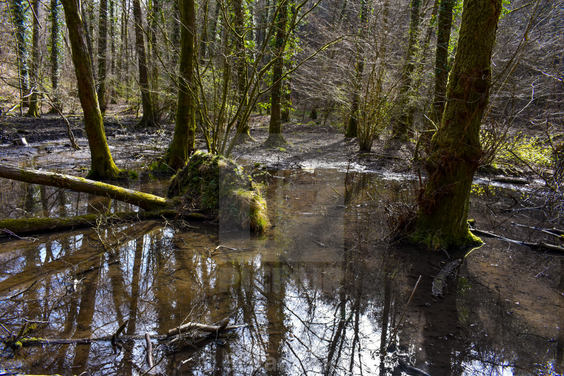 "March Marsh" stock image