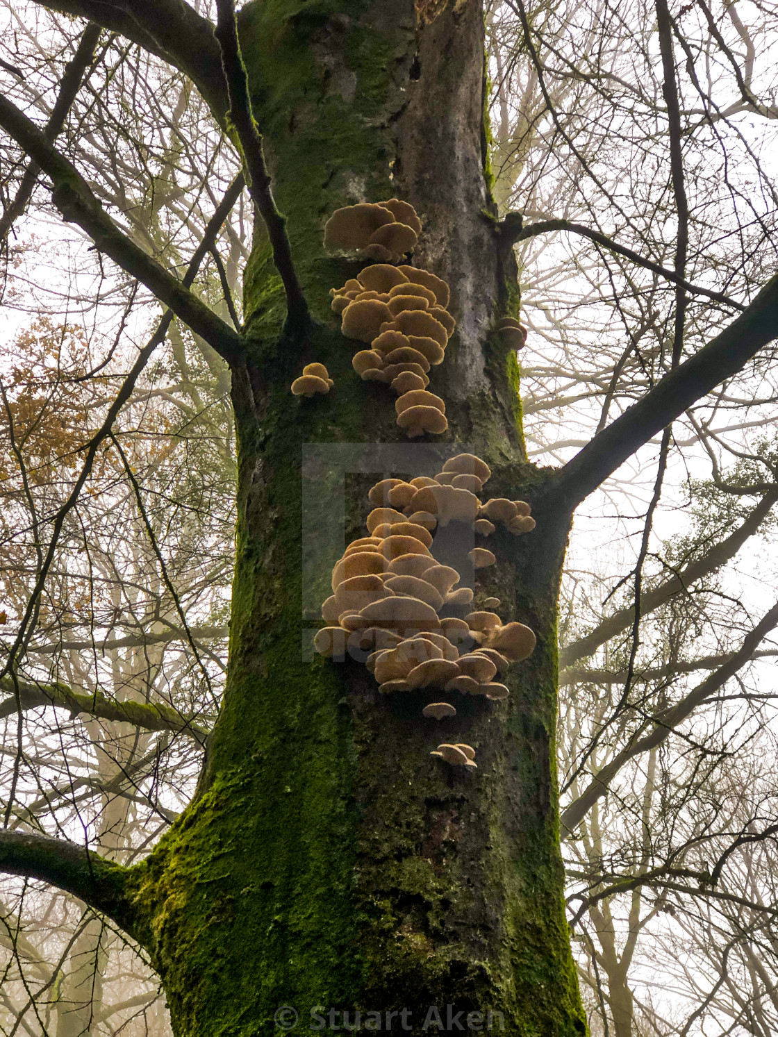 "Bracket Fungus Crop" stock image