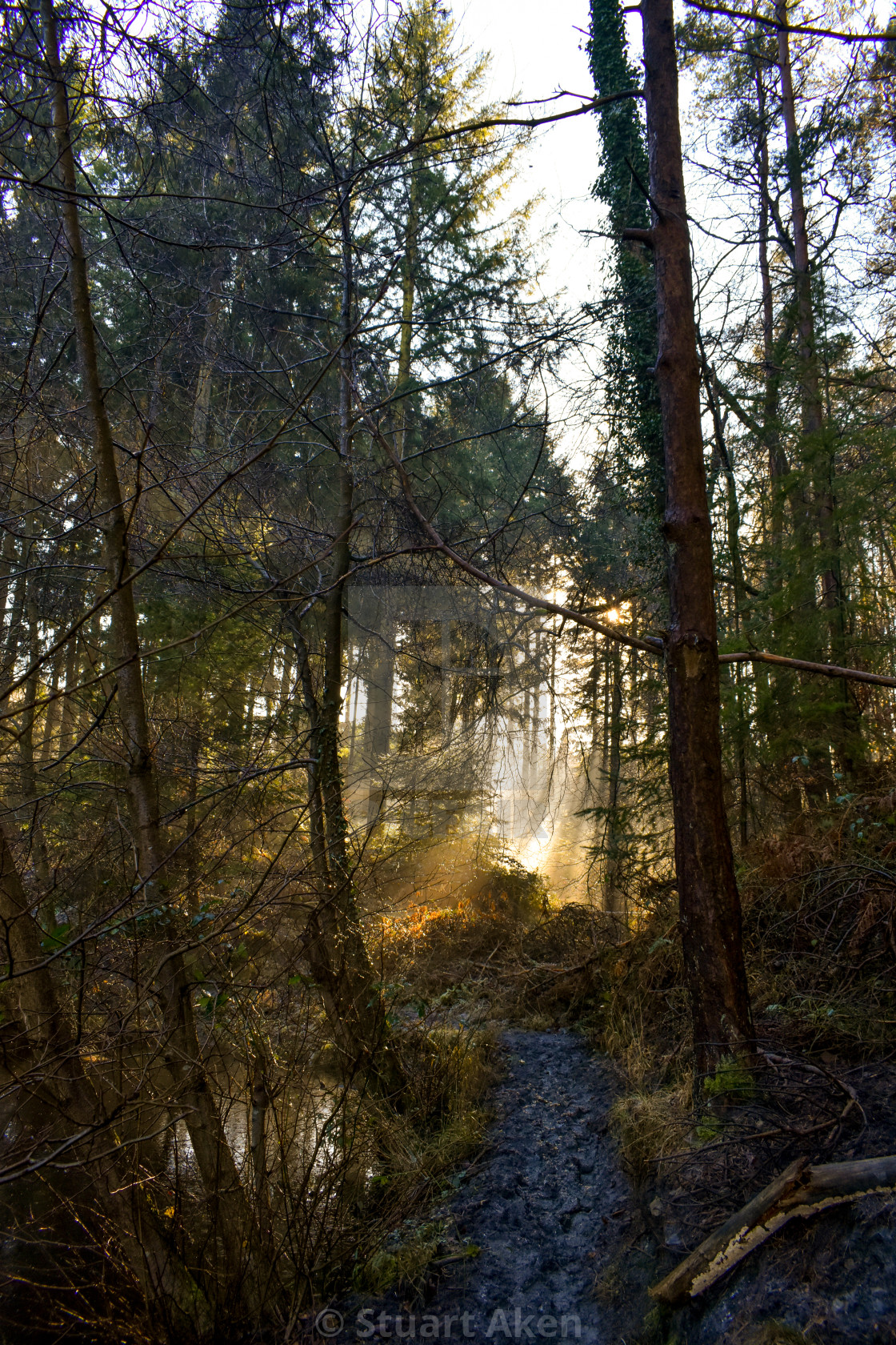 "In the Misty Depths" stock image