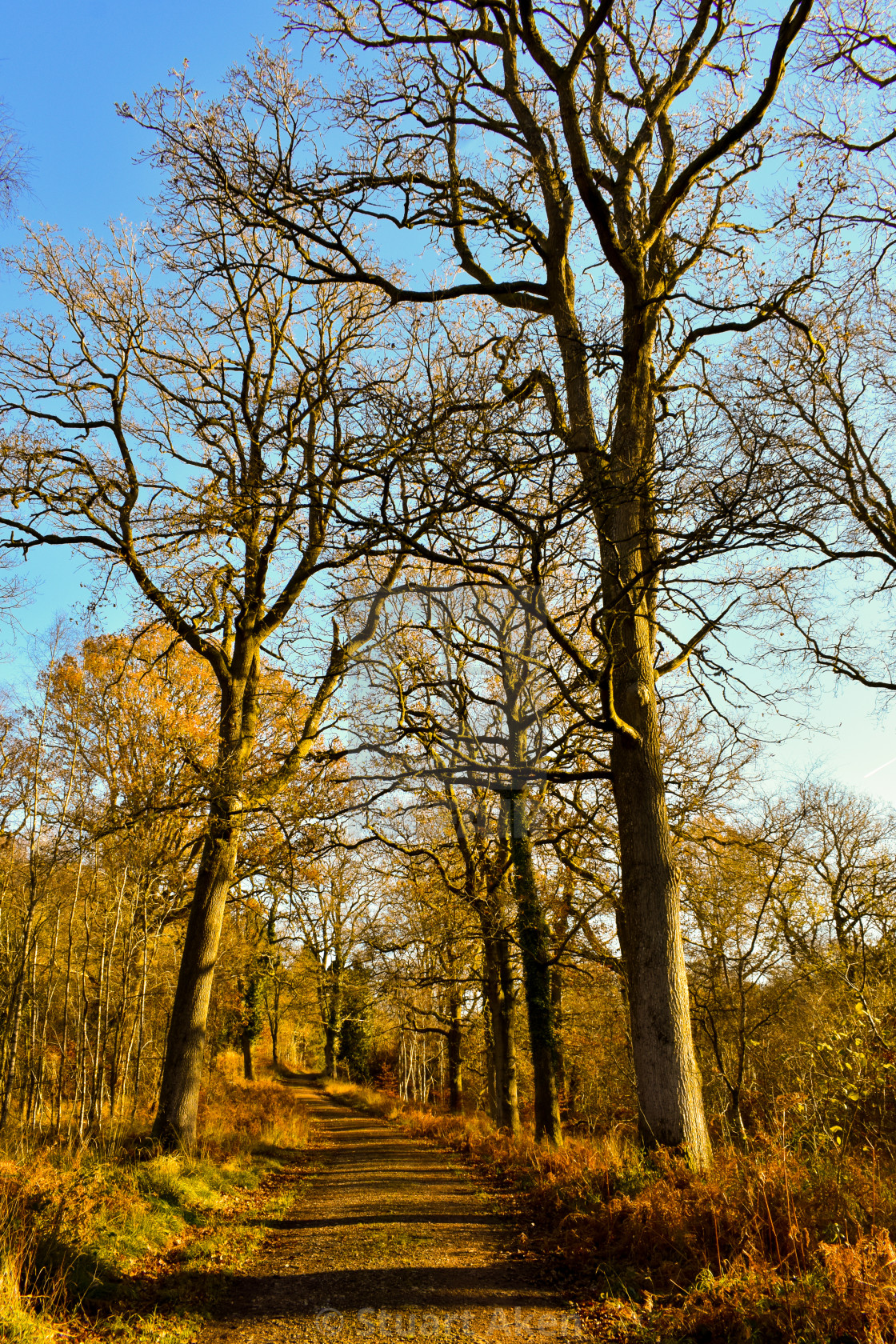 "Shadowed Avenue" stock image