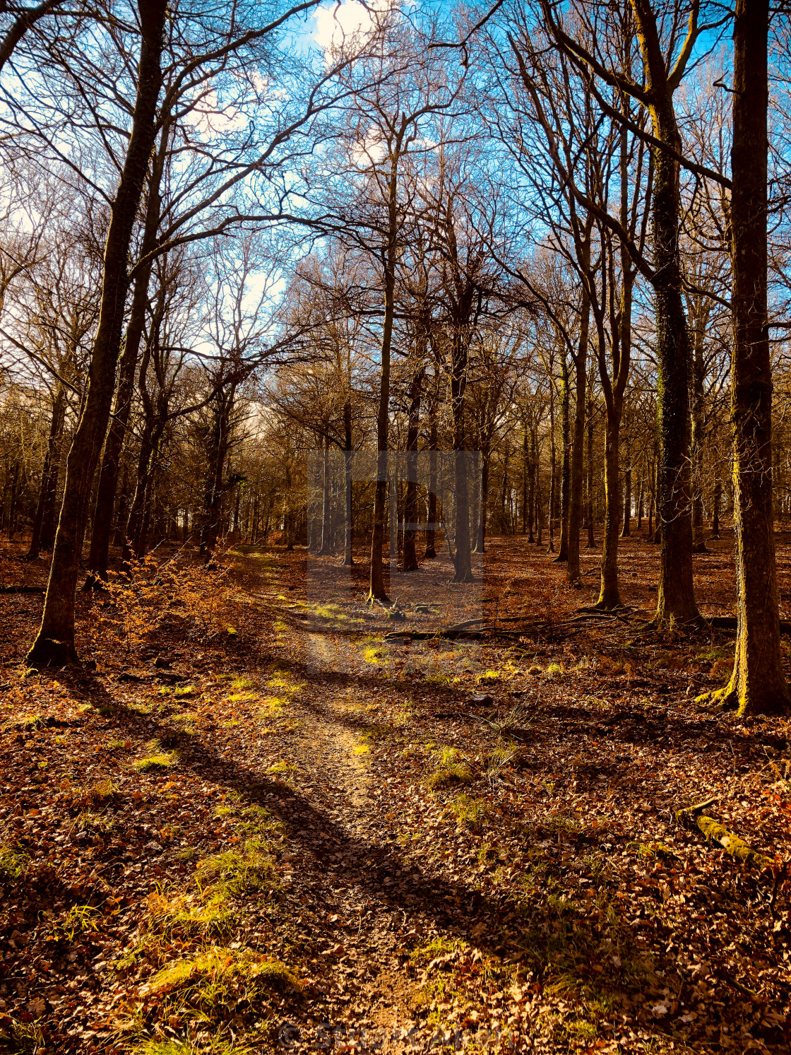 "Shadows Across the Path" stock image