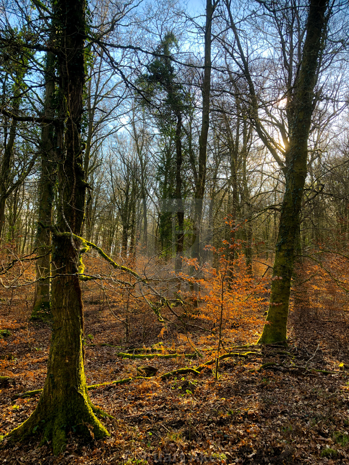 "Sunlit Beech" stock image