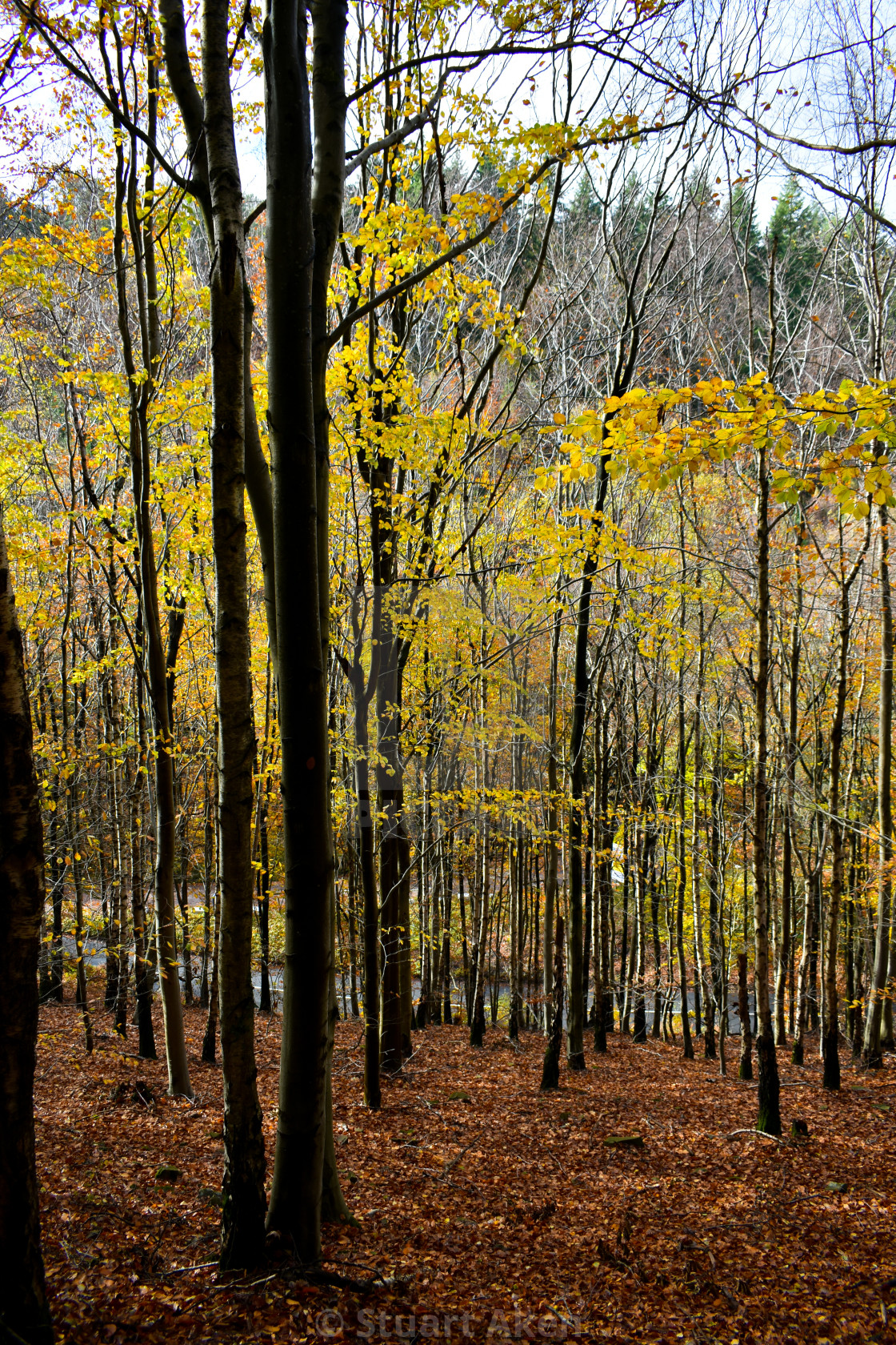 "Thin Trees" stock image