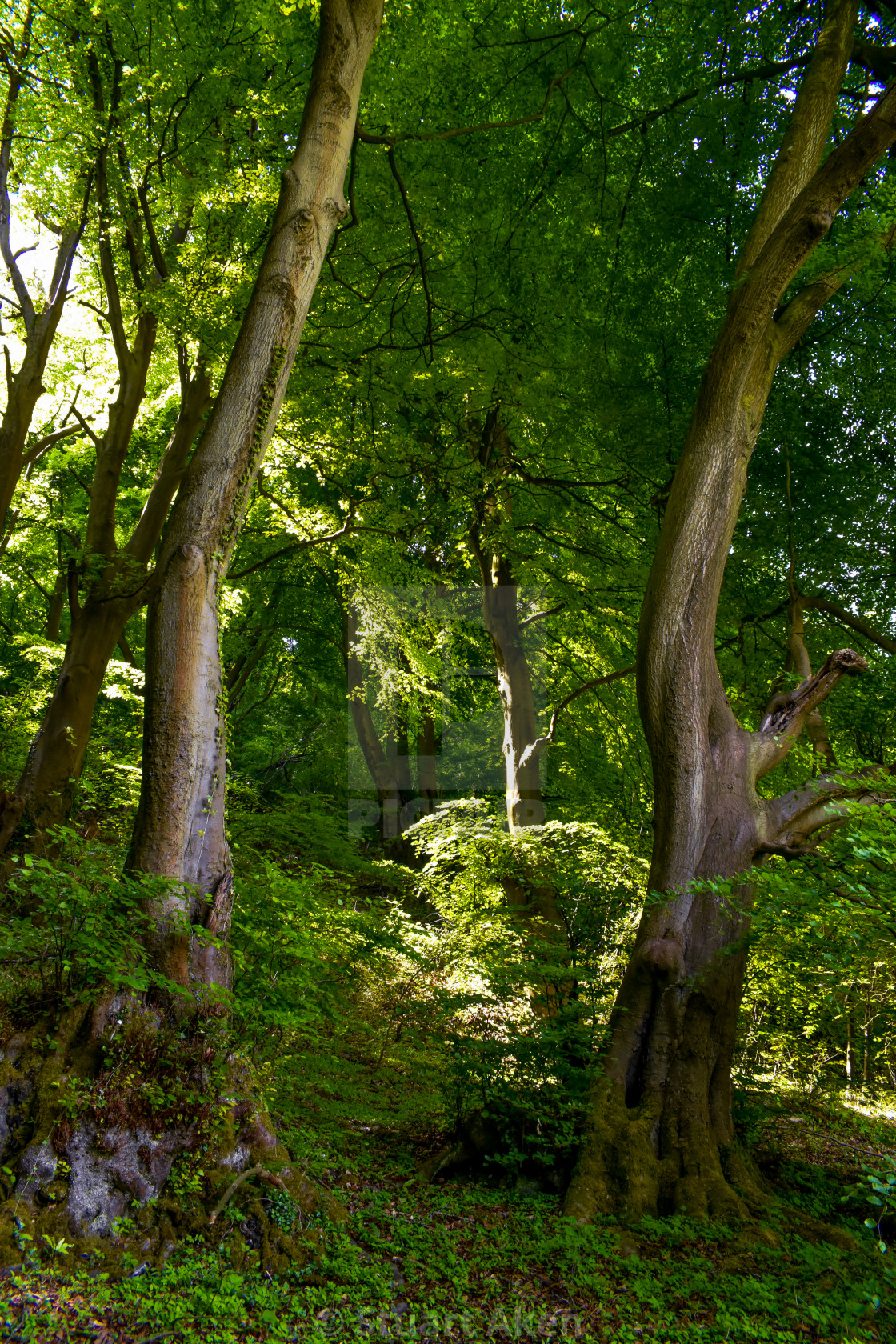 "Two Tall Trees" stock image