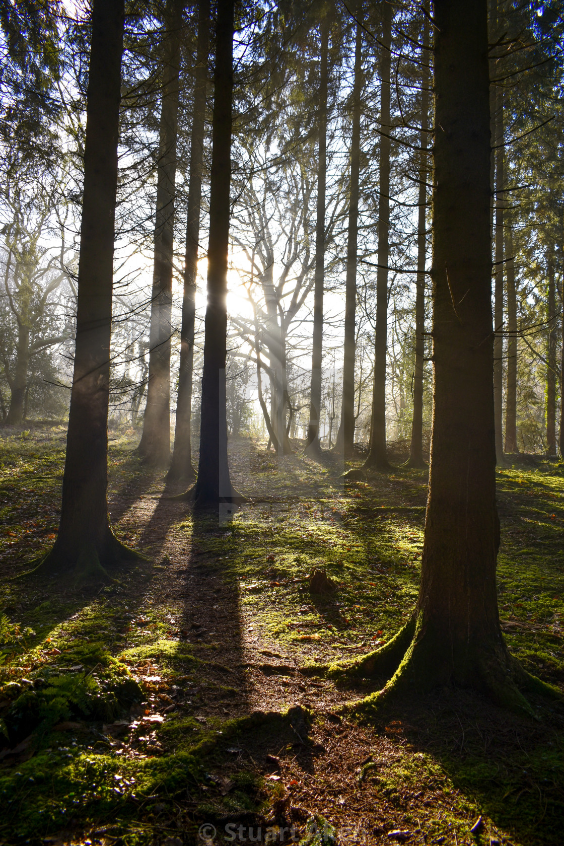 "Winter Shadows" stock image