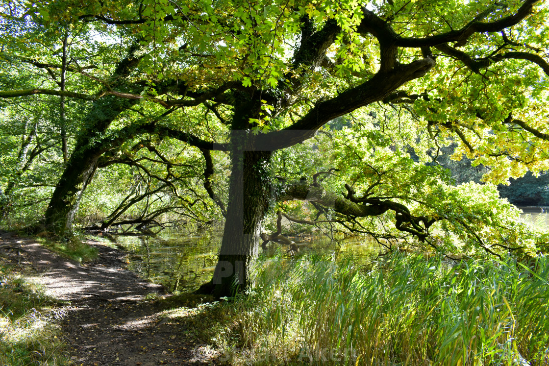 "Banks of Cannop Ponds" stock image