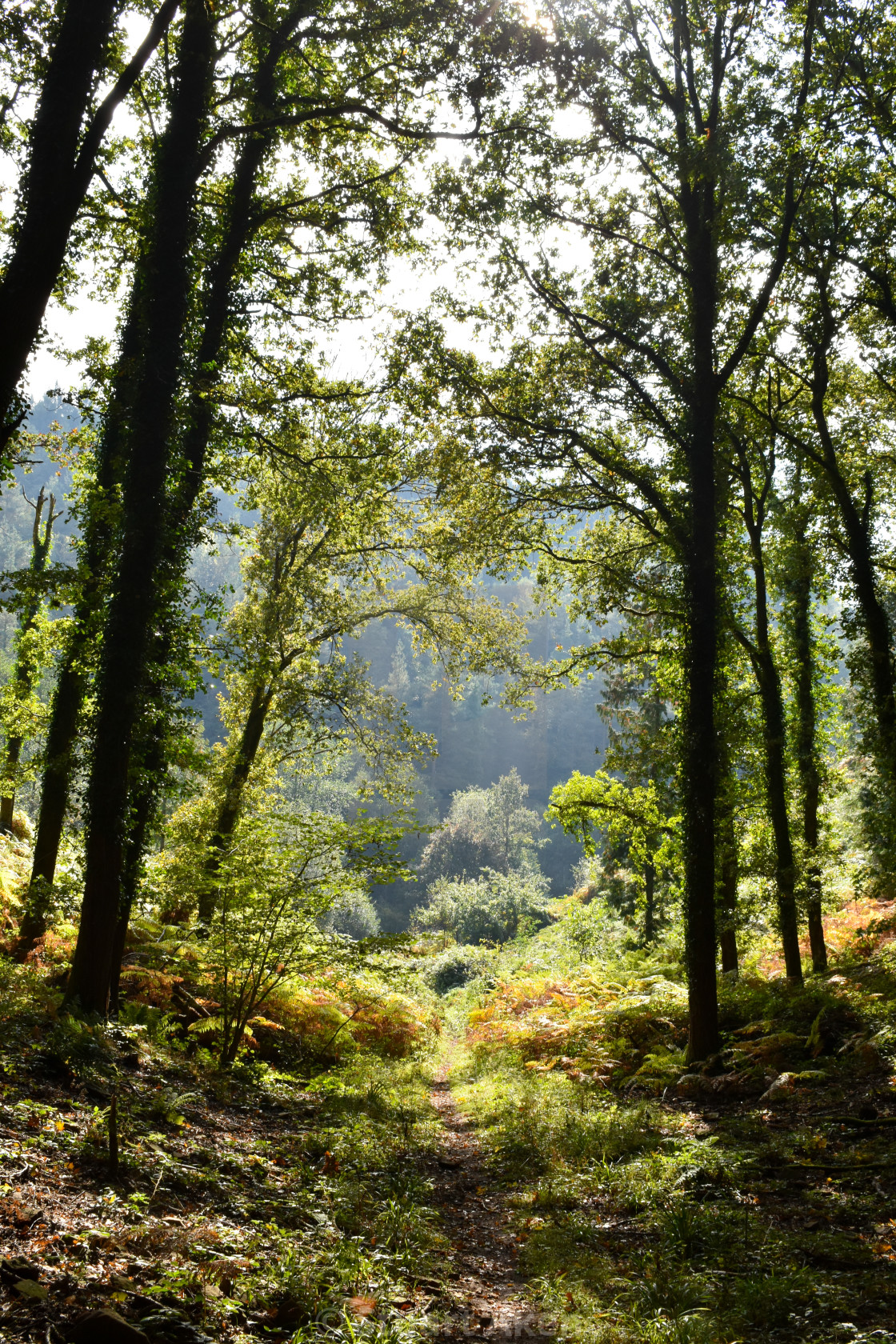 "October Sunshine" stock image