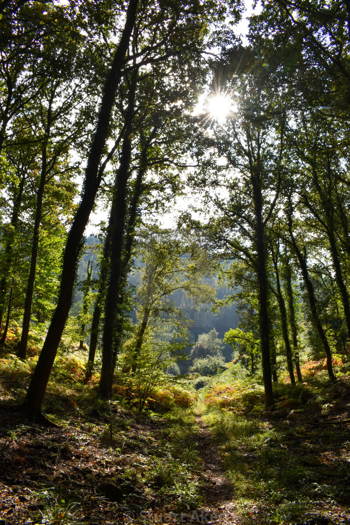 "October Sunshine" stock image