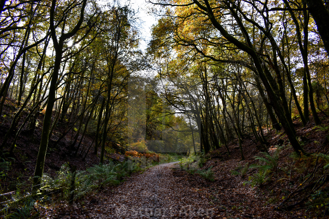 "A Dark Lane" stock image