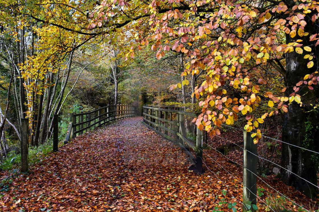 "Across the Autumn Bridge" stock image