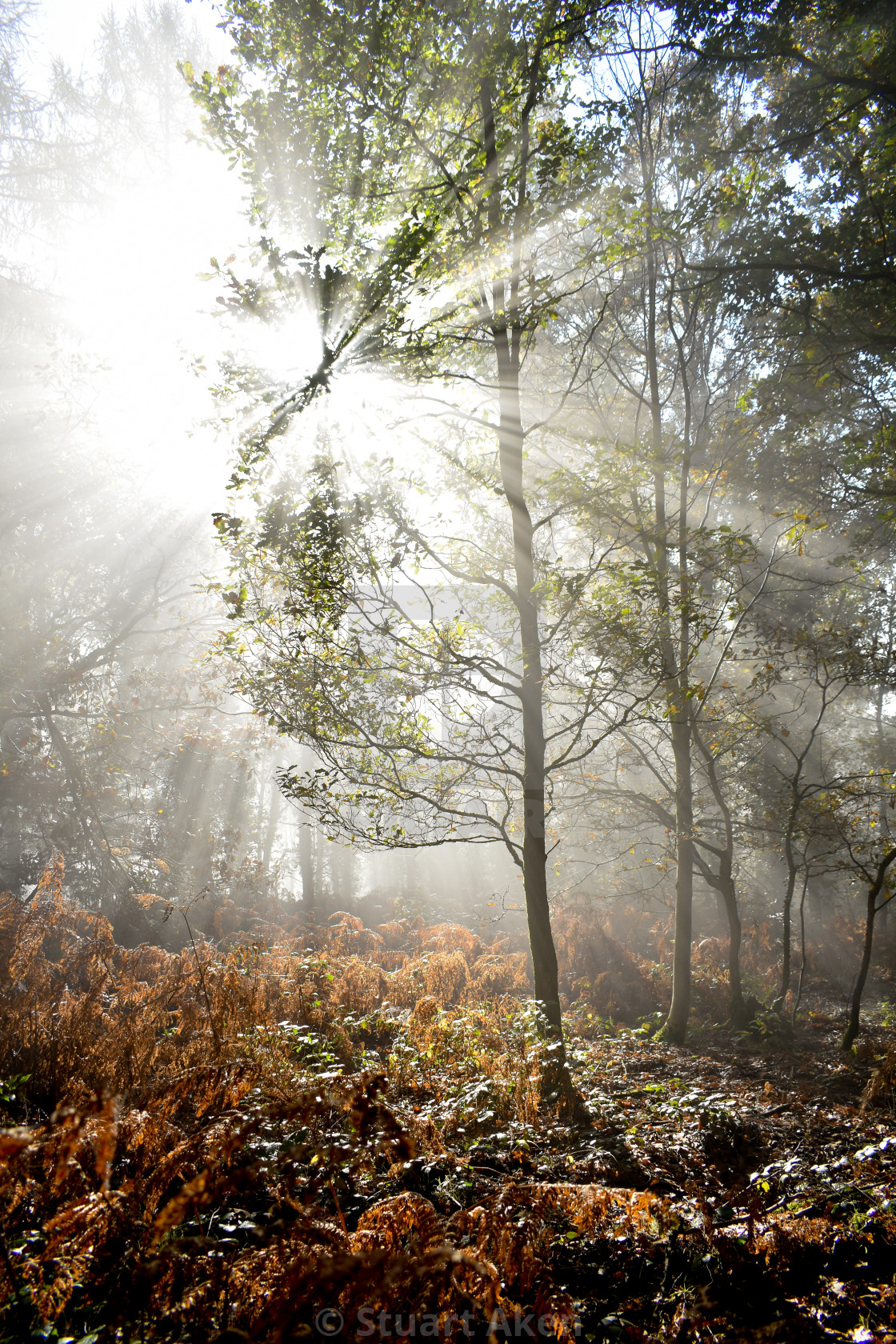 "Bright Light" stock image