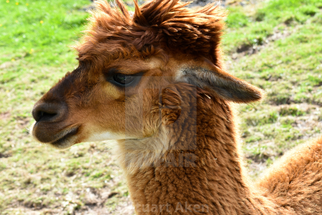 "Brown Alpaca" stock image