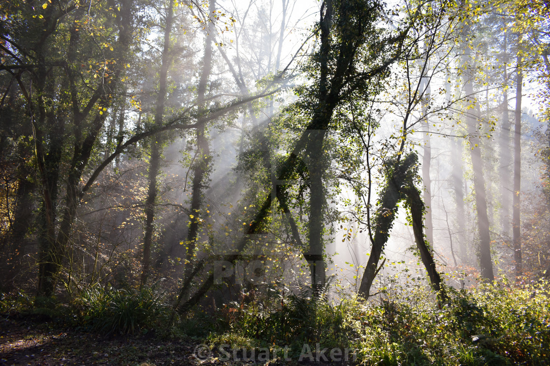 "Lines of Mist" stock image