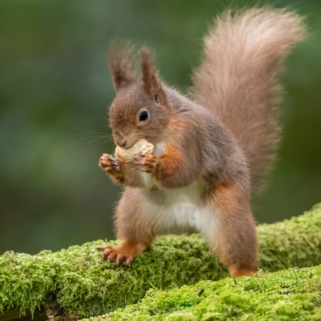 "Red Squirrel" stock image