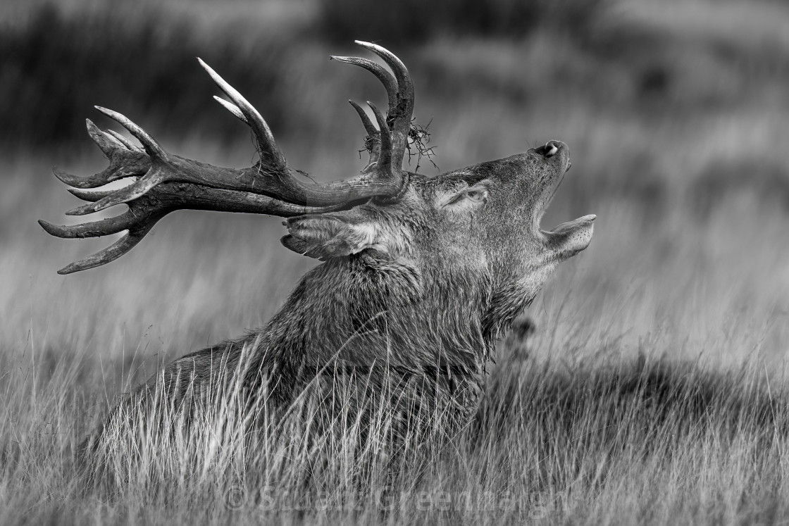 "Red Deer Stag" stock image