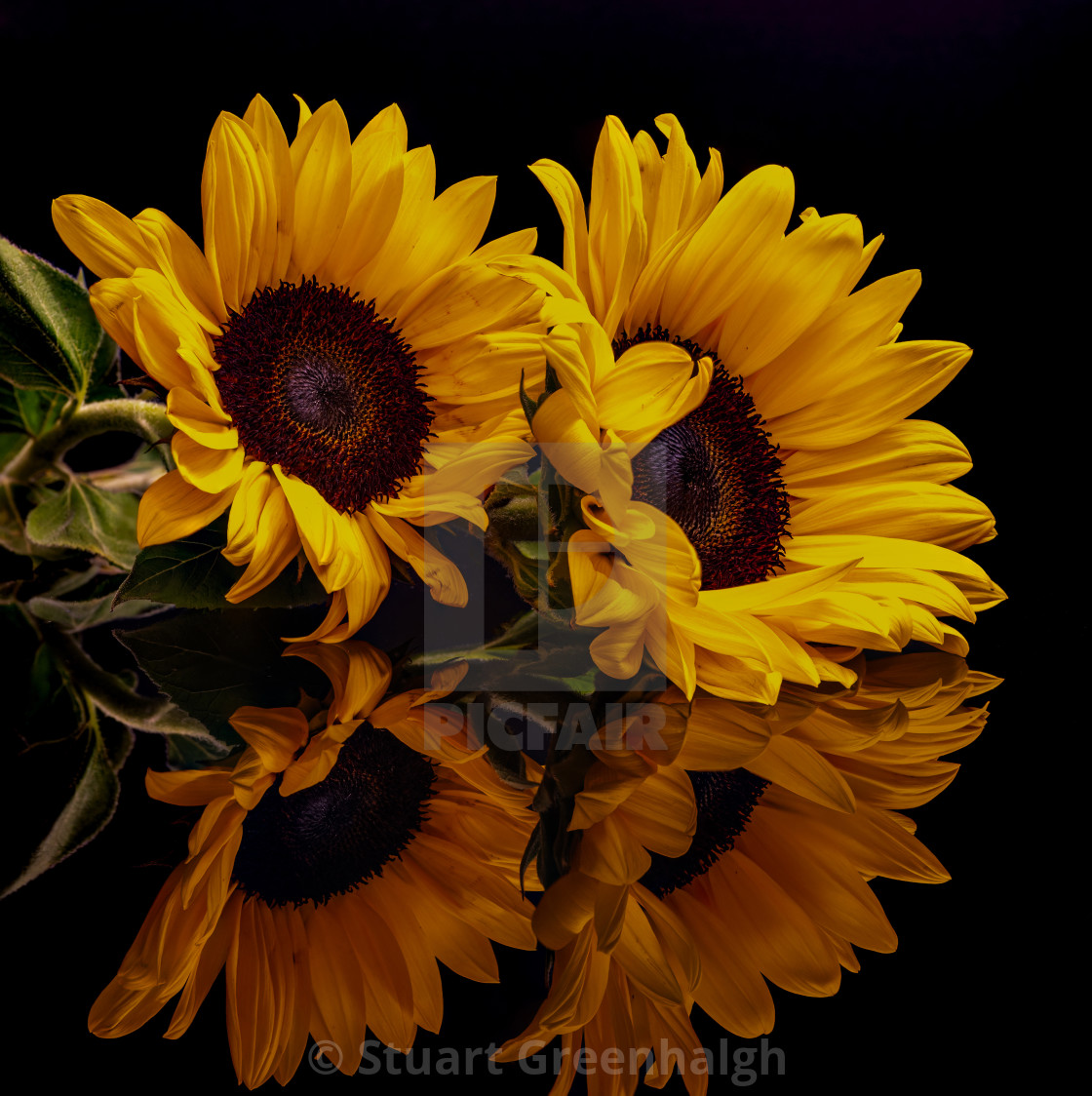 "Sunflower reflection" stock image