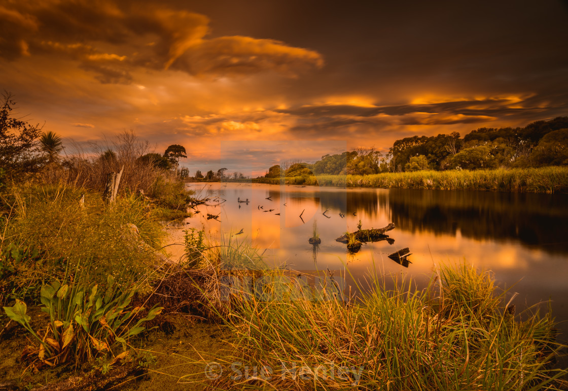 "Grovetown Lagoons" by Sue Henley - $31.13 "Grovetown Lagoons" stock image
