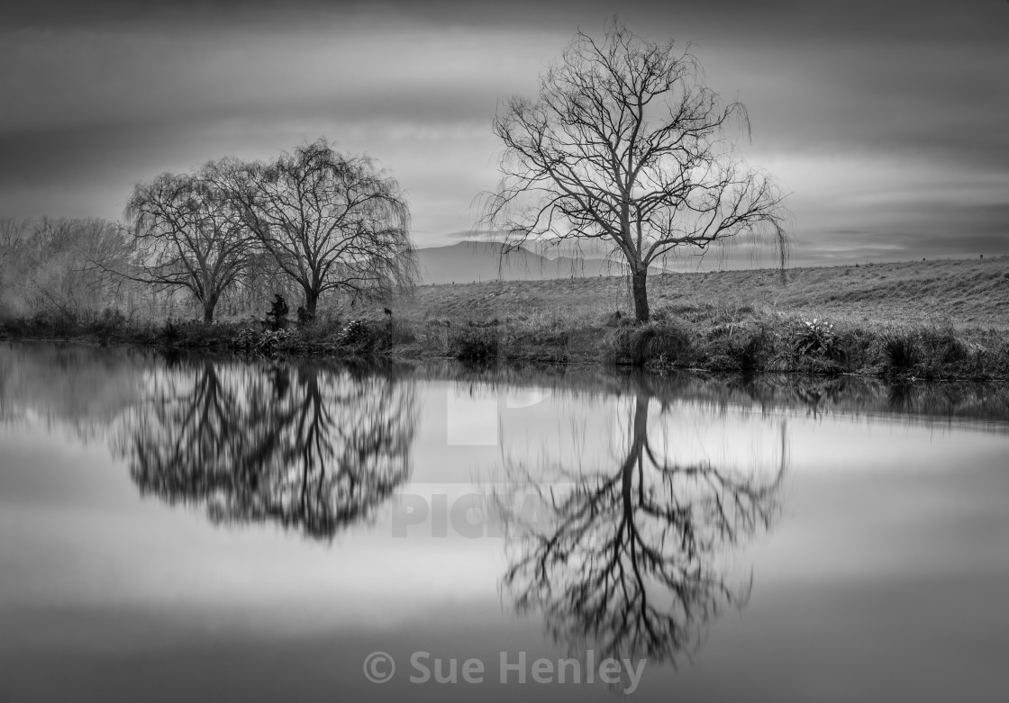"Willows In Winter" by Sue Henley - $31.13 "Willows In Winter" stock image