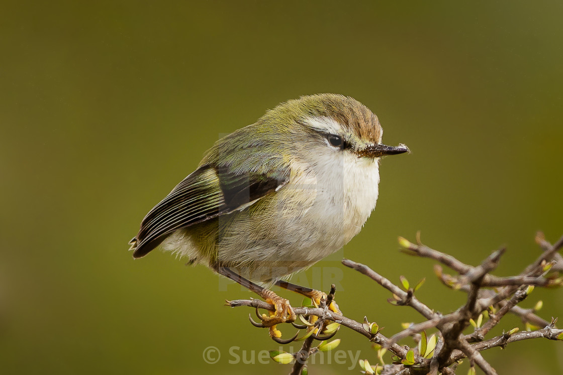 "Rifleman" by Sue Henley - $26.15 "Rifleman" stock image