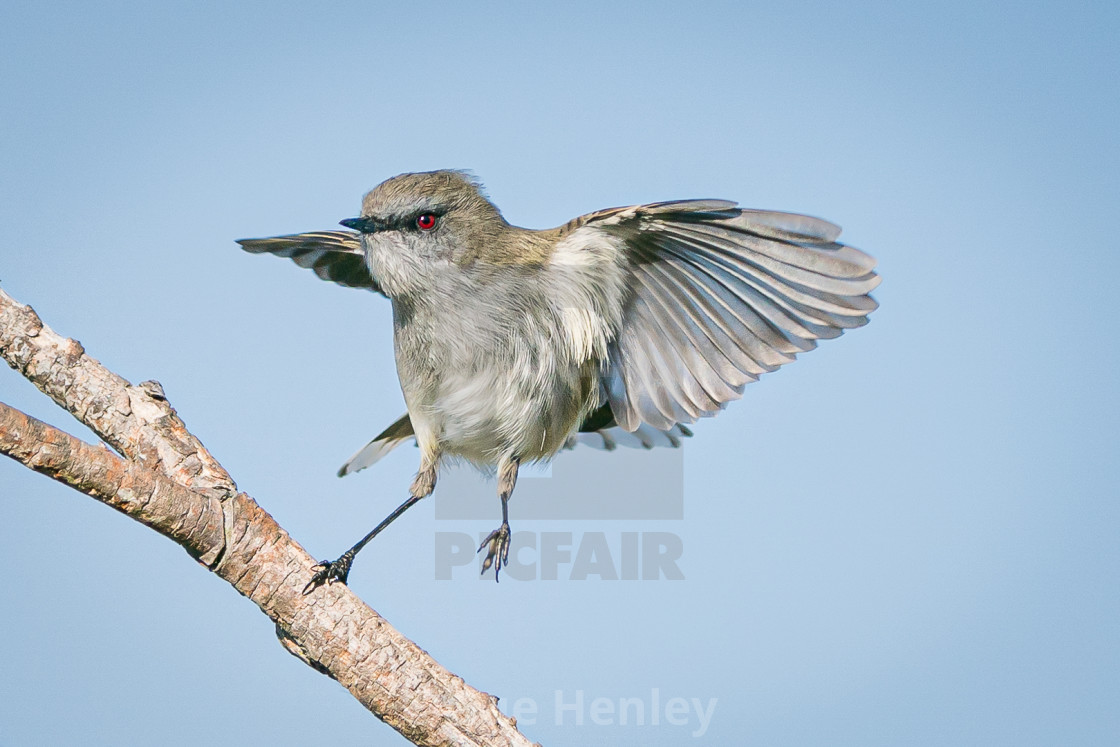 "Grey warbler" by Sue Henley - $26.15 "Grey warbler" stock image