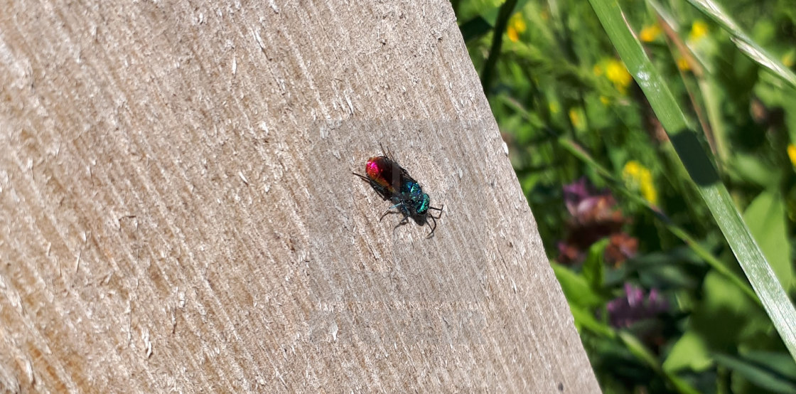 "Ruby tailed wasp" stock image