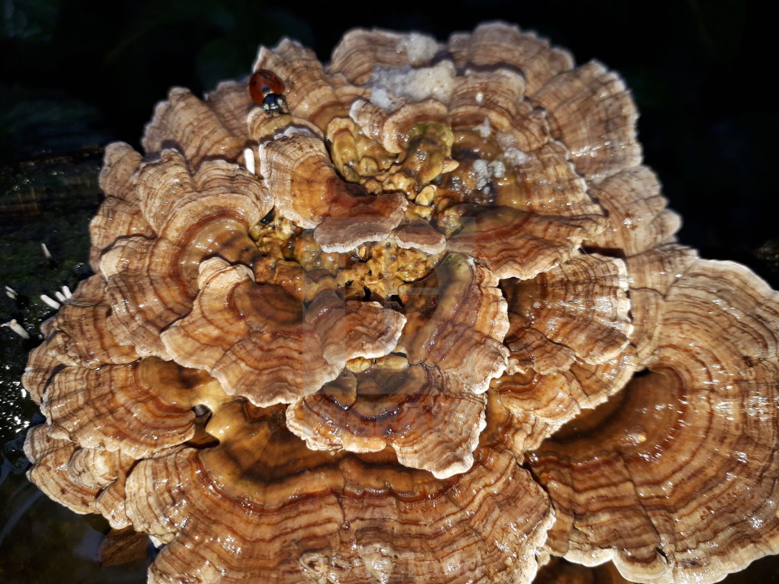 "Turkey tail fungus" stock image