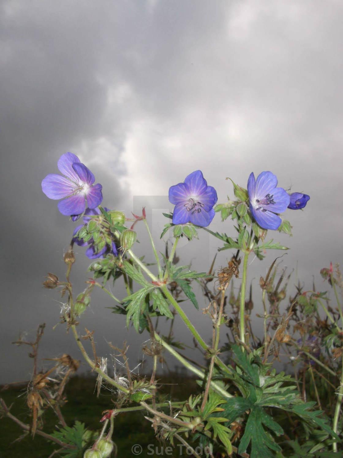 "Meadow cranesbill before the storm" stock image