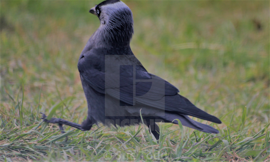 "Jackdaw running" stock image