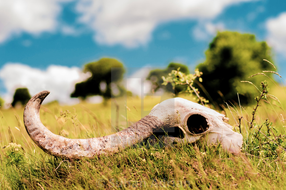 "Ram skull" by Suhan Adrian - $15.37 "Ram skull" stock image