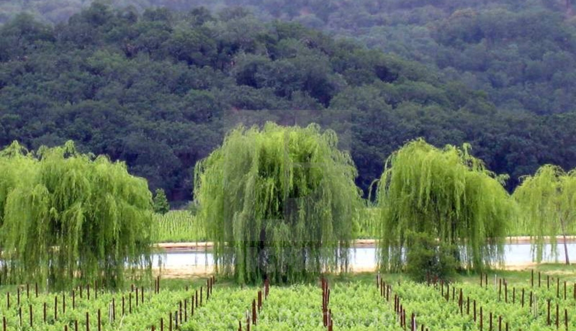 "Willow trees at Jeriko Pond" by Susan Romander - £12.40 "Willow trees at Jeriko Pond" stock image