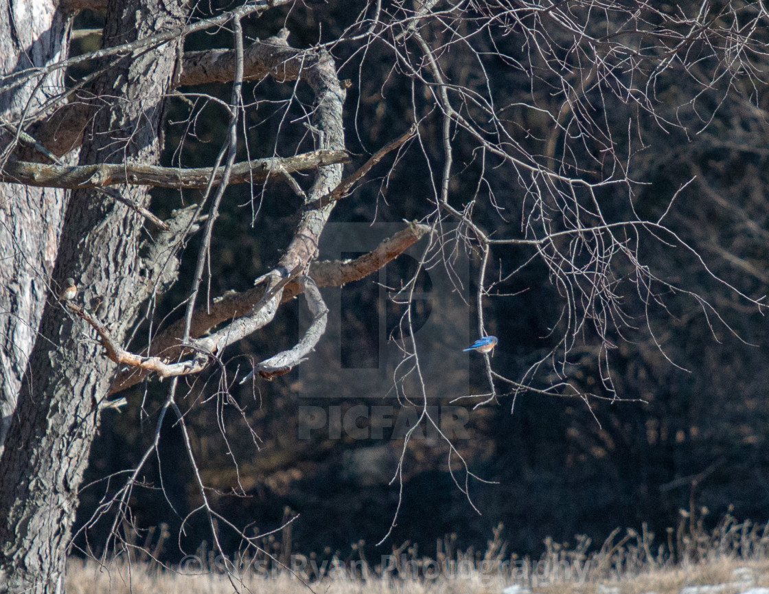 "Winter Bluebird" stock image