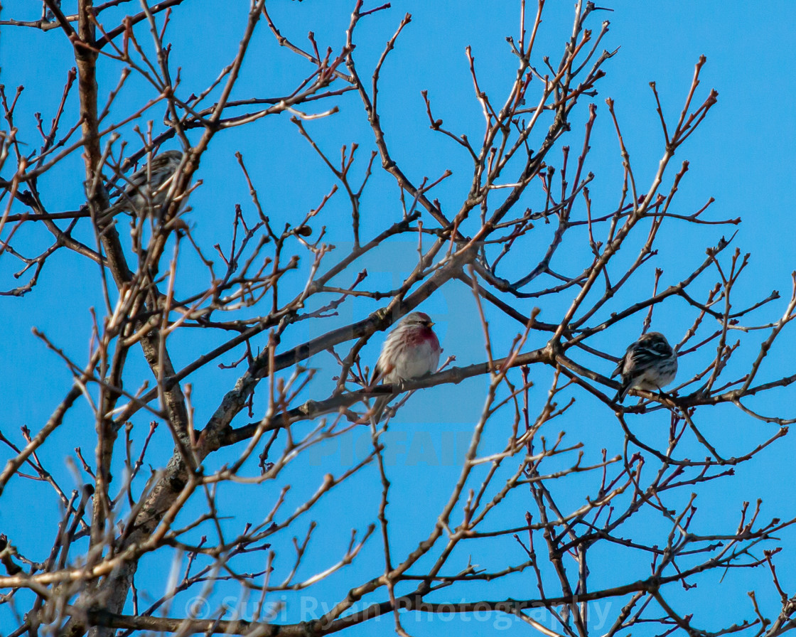 "Sparrows" stock image