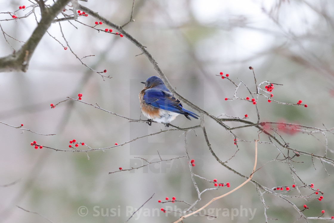 "Bluebird in March" stock image