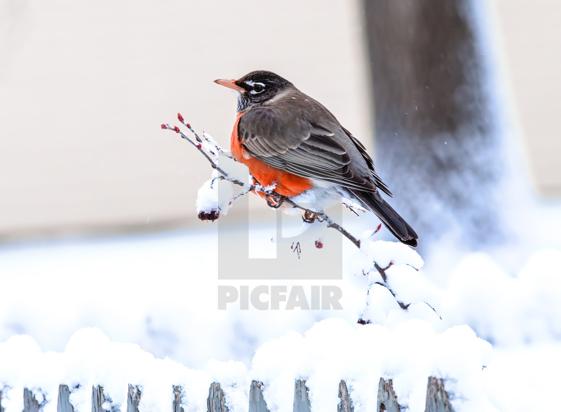 "Snow Robin" stock image