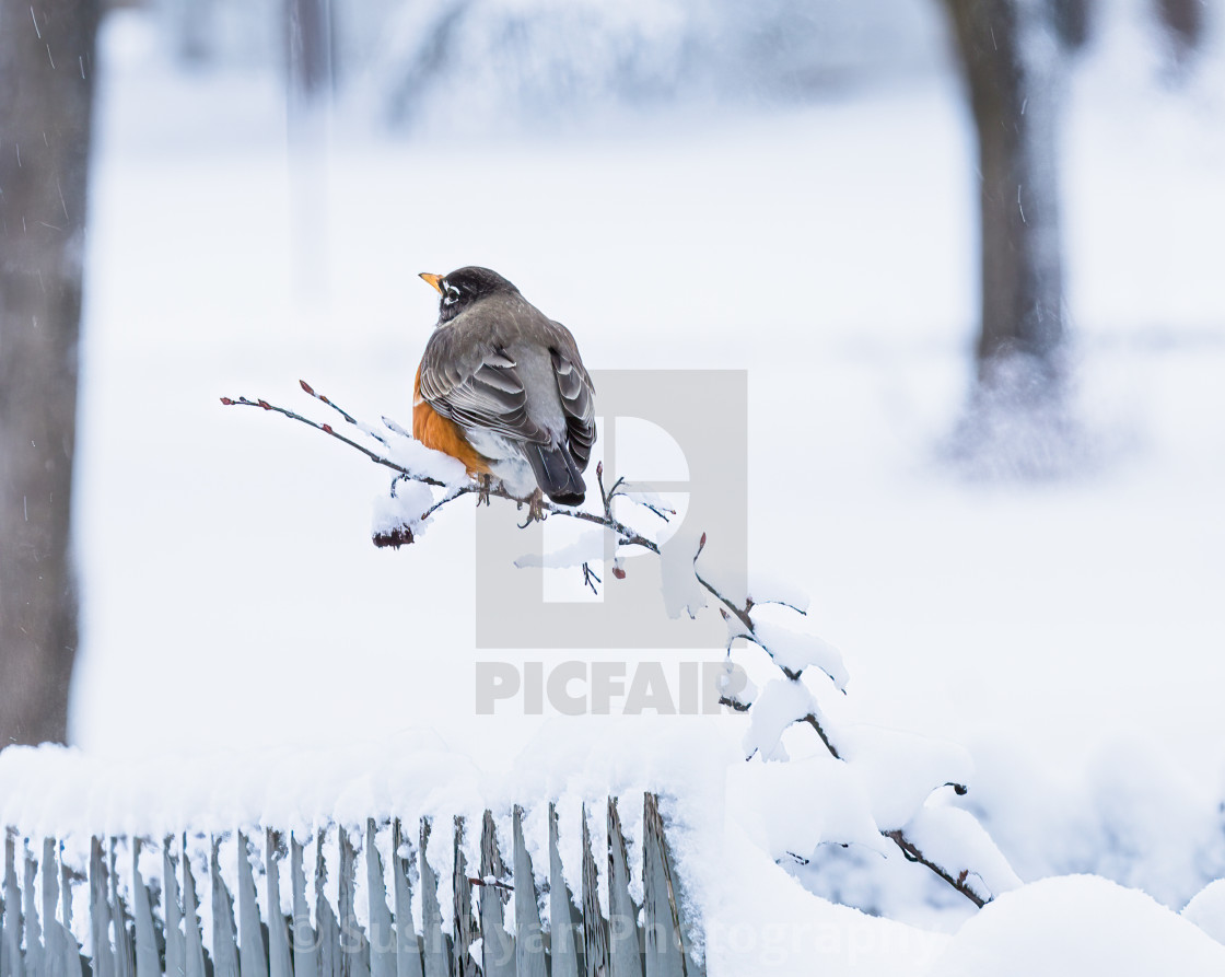 "Snow Storm Robin" stock image