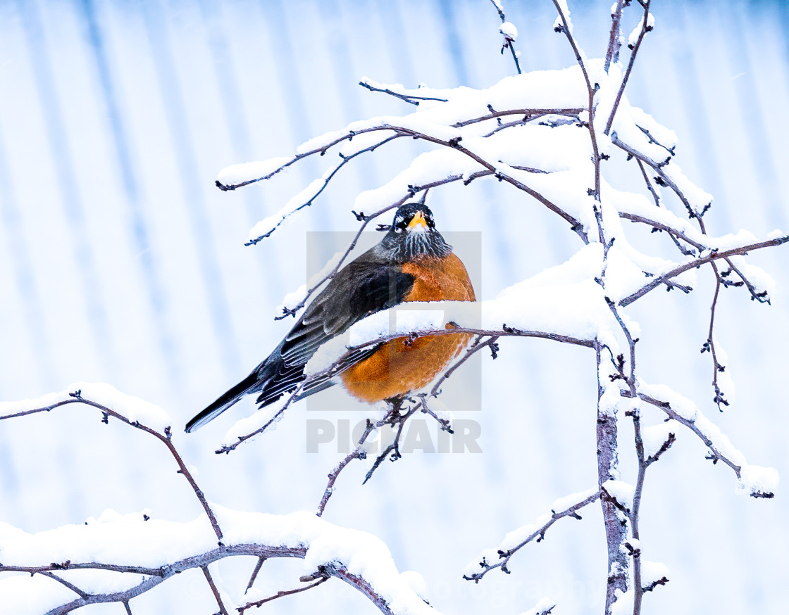 "Spring Robin" stock image