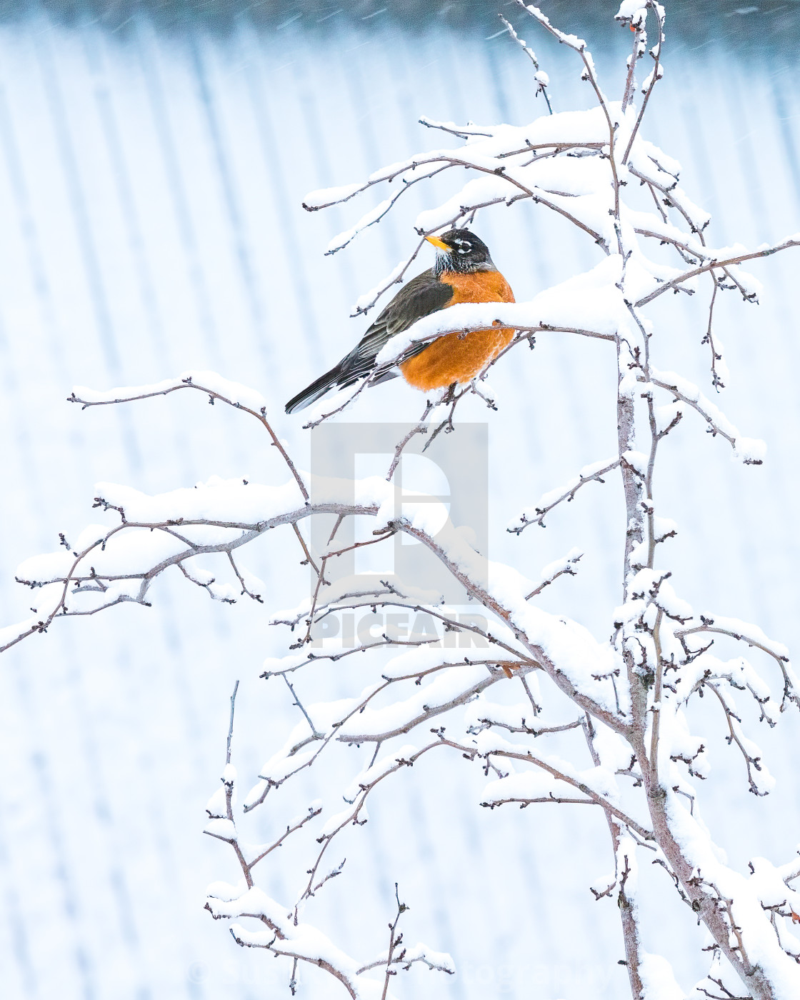 "Spring Robin" stock image