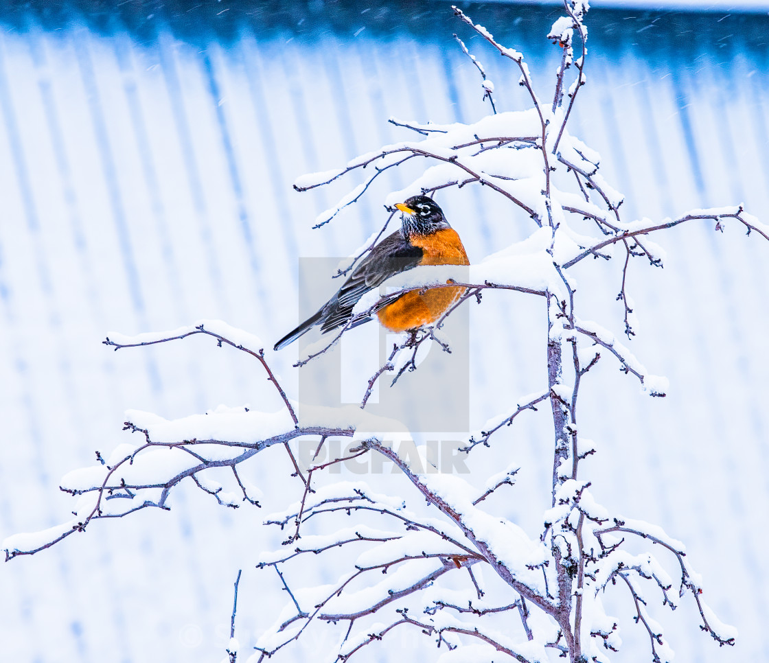 "Spring Robin" stock image