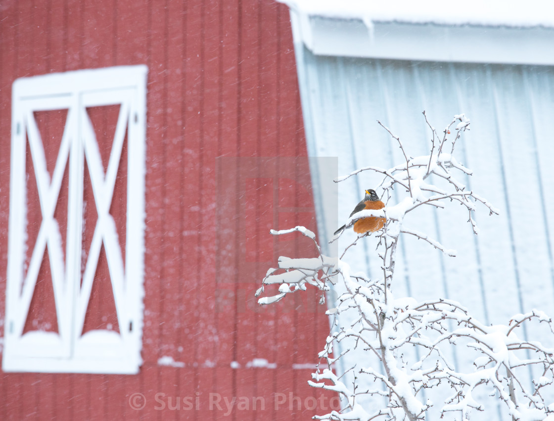 "Spring Snowstorm in Vermont" stock image