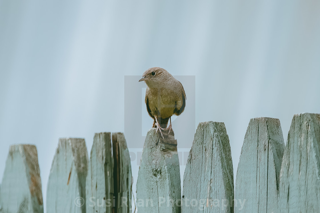 "On Duty Male Wren" stock image