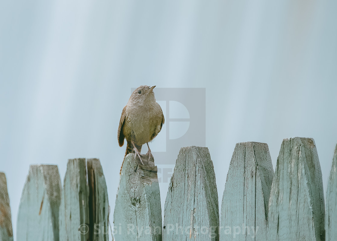 "Home Security Wren" stock image