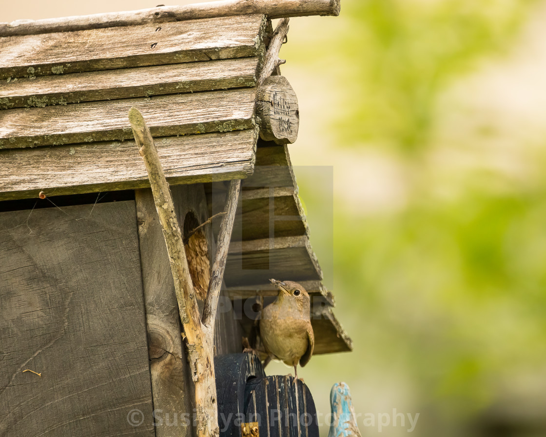 "House Wren at Birdhouse" stock image