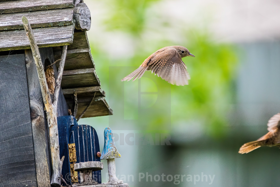 "House Wren Errands" stock image