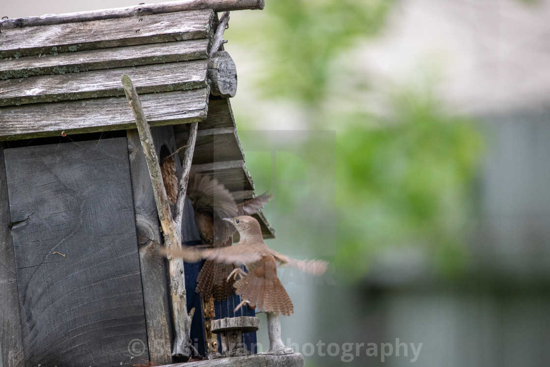 "House Wrens" stock image