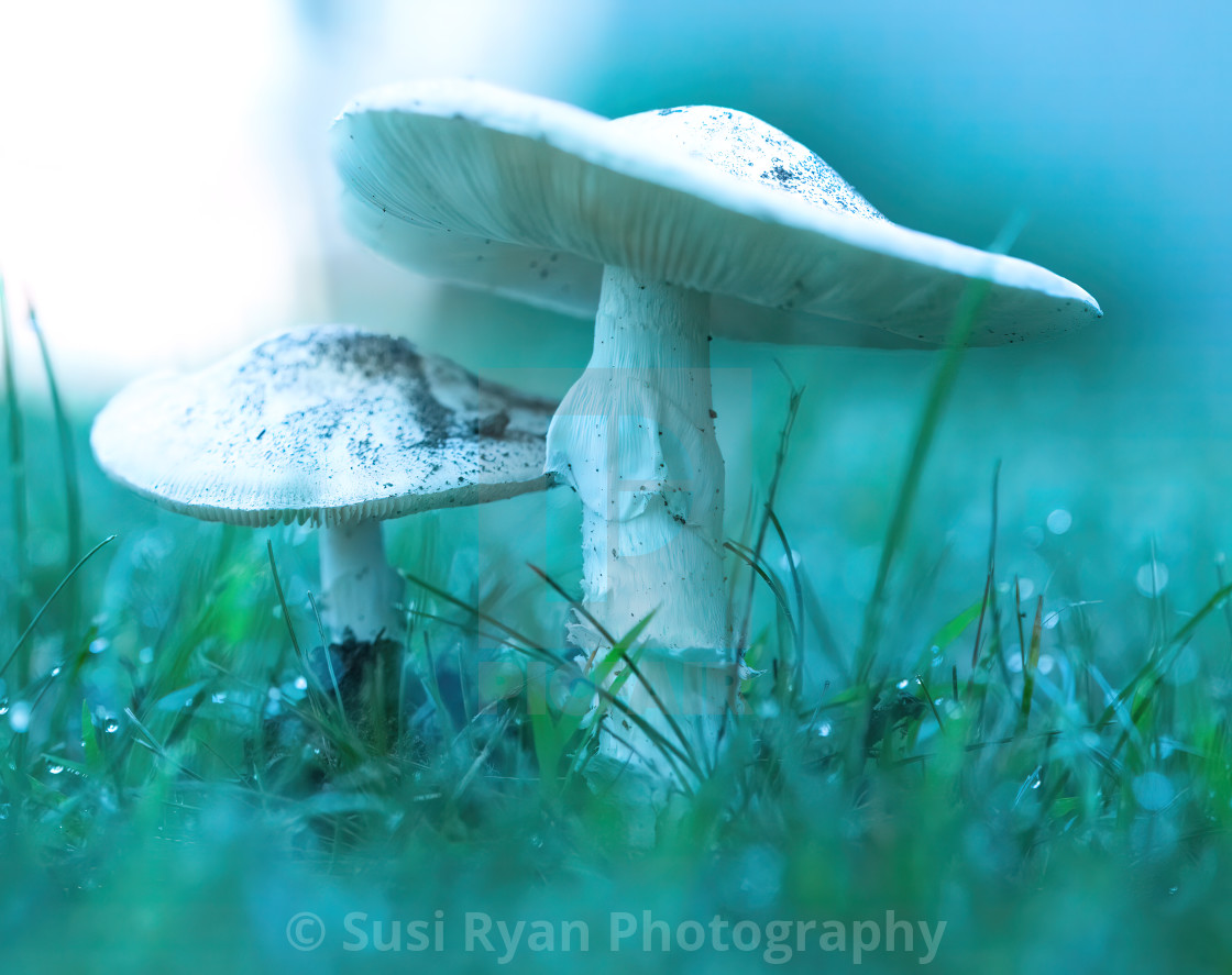 "After the rain" stock image