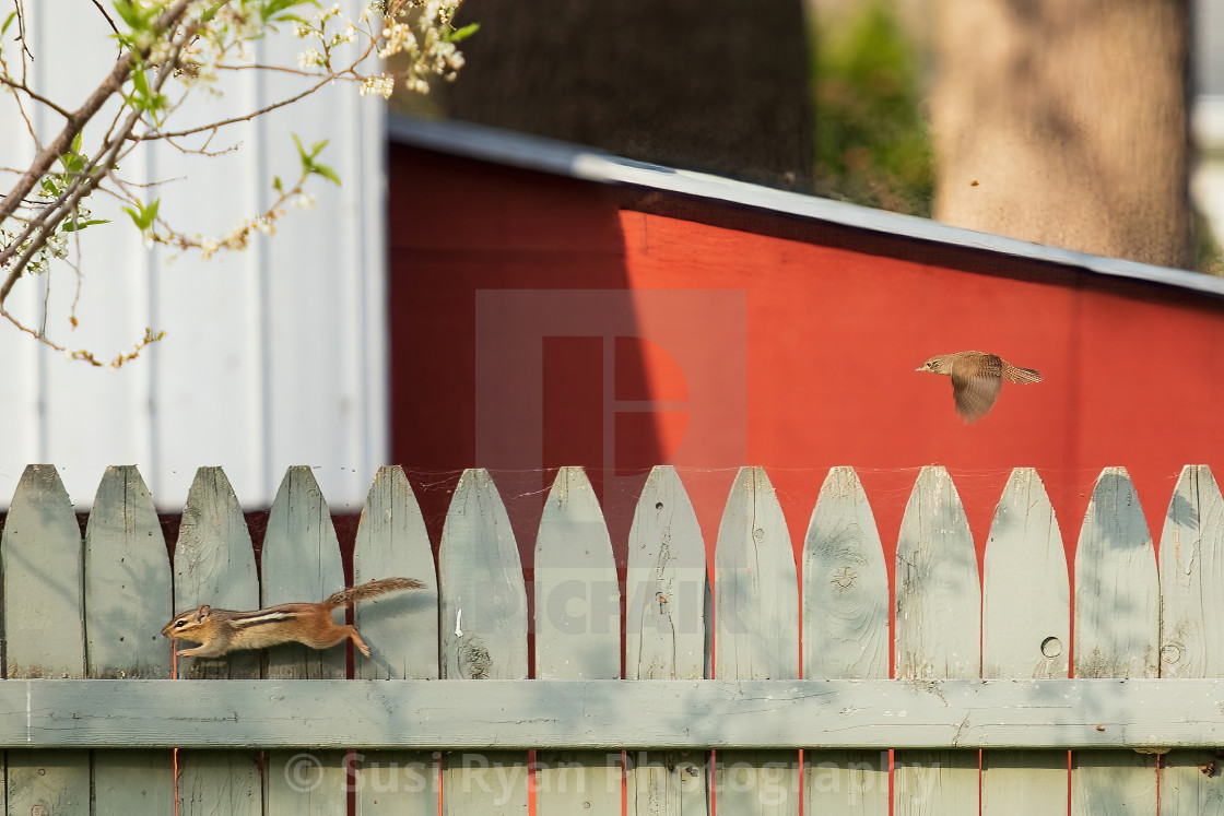 "High resolution Wren and Chipmunk" by Susi Ryan Photography - $25.40 "High resolution Wren and Chipmunk" stock image