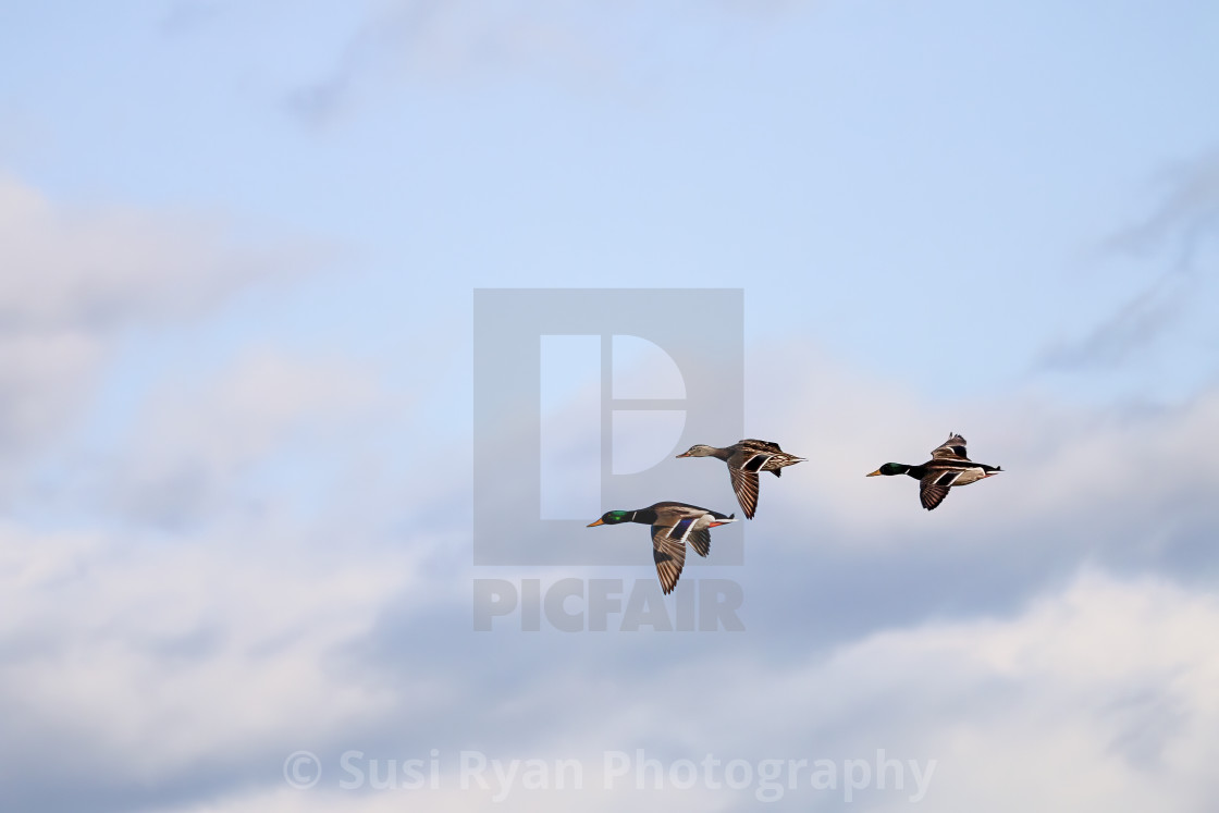 "Mallards" stock image