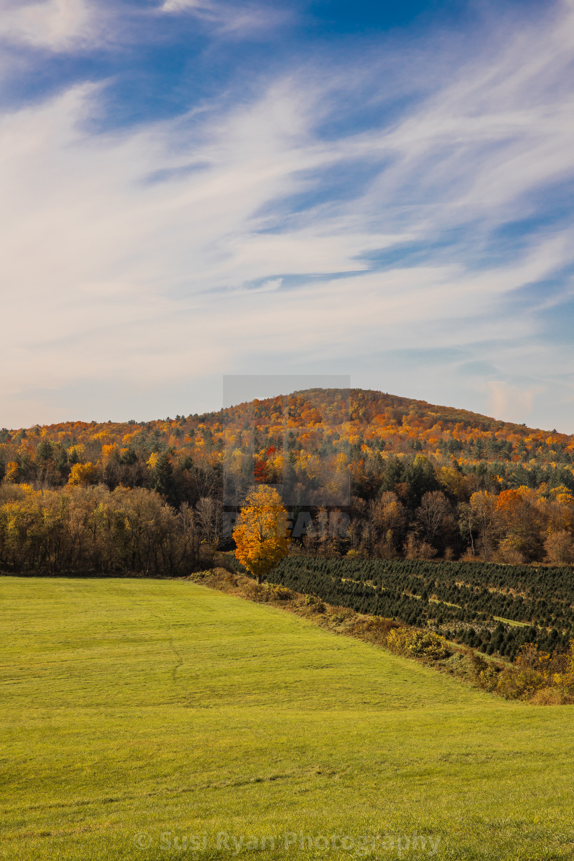 "Autumn at the Tree Farm" stock image