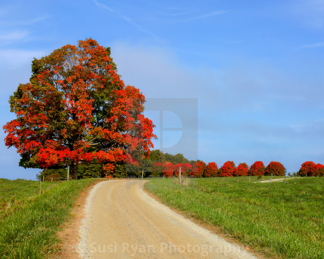 "Maple Sugarbush in October" stock image