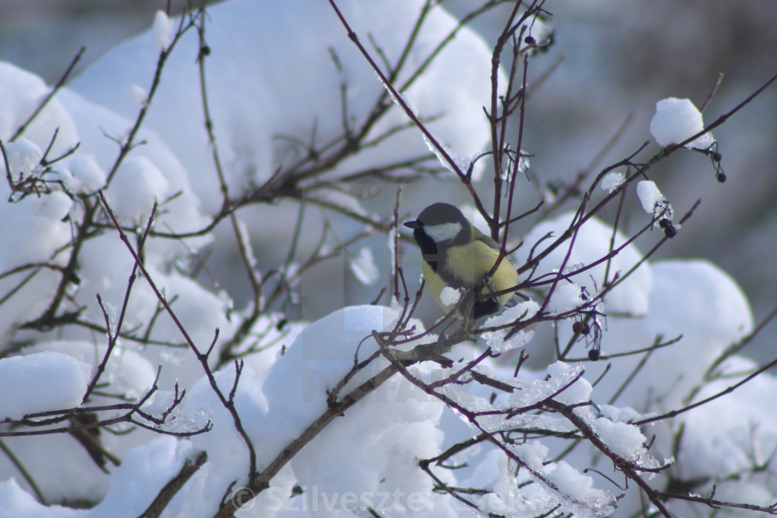 "Winter morning" stock image